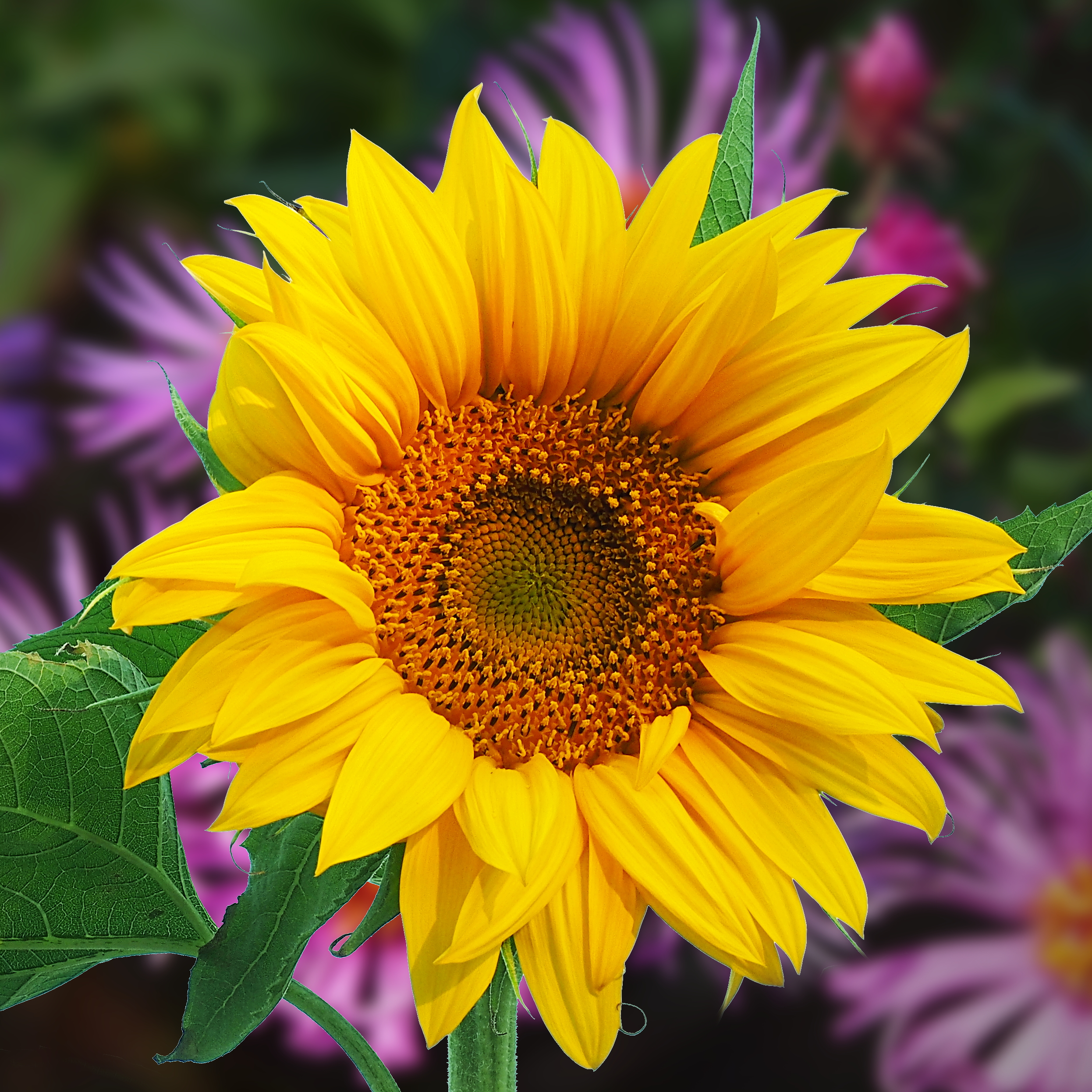 Lovely Sunflower  Shutterbug